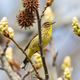 Palm warbler photographed on a walk while social distancing.